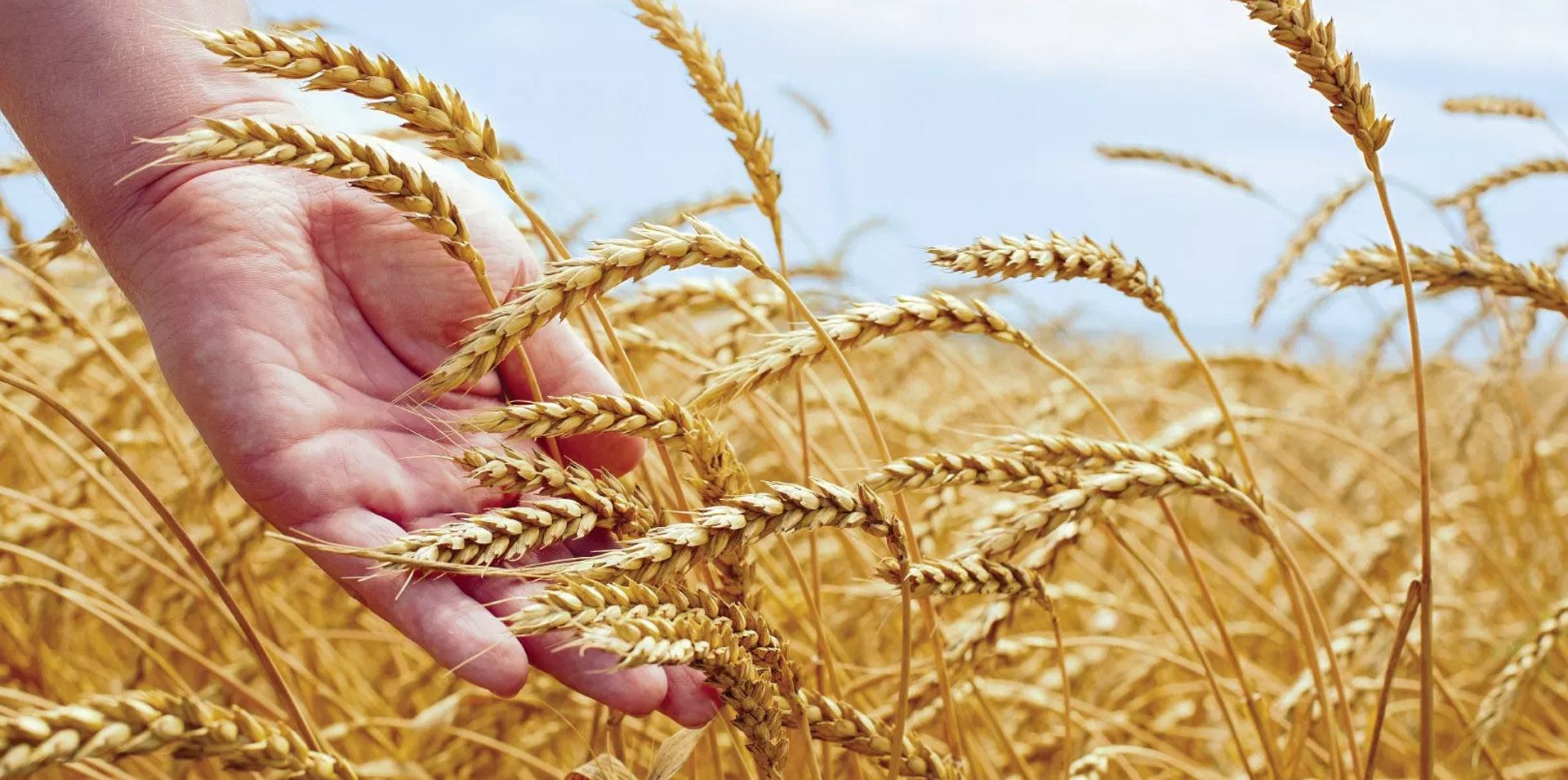 Руки с колосьями пшеницы
